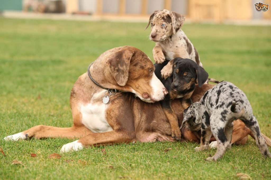 Catahoula Leopard Dog