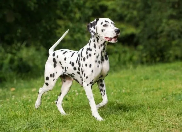Dalmatian