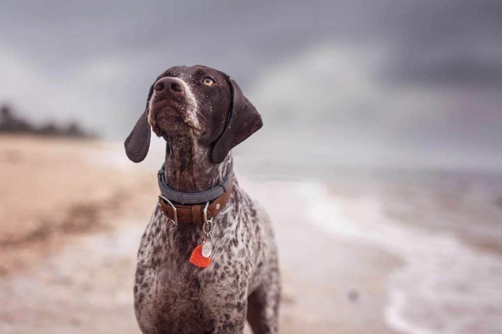 German Shorthaired Pointer