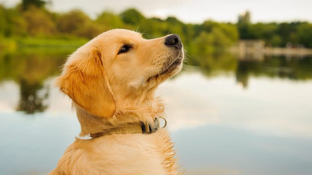 Golden Retriever