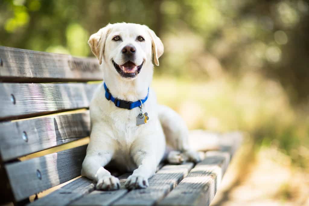 Labrador Retriever