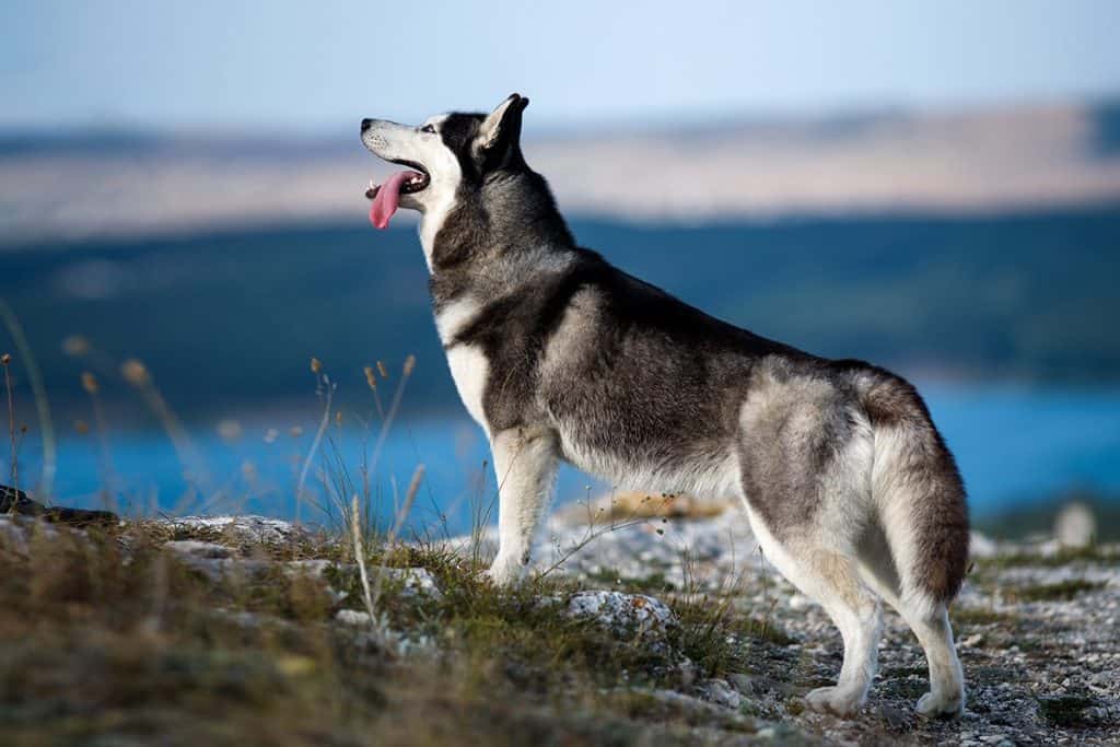 Siberian Husky