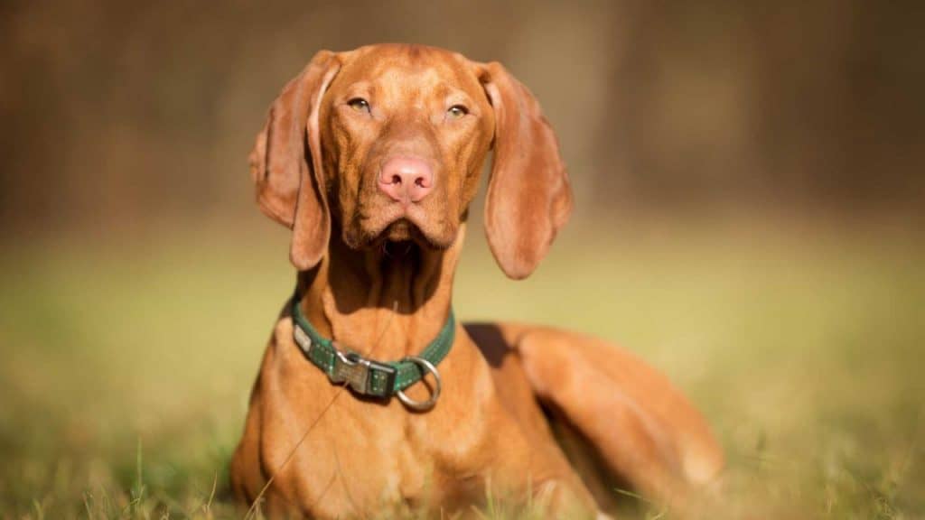 Vizsla