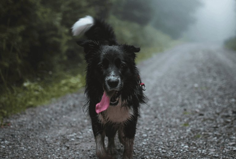 15 Best Dog Breeds for OffLeash Hiking All Outdoors Guide