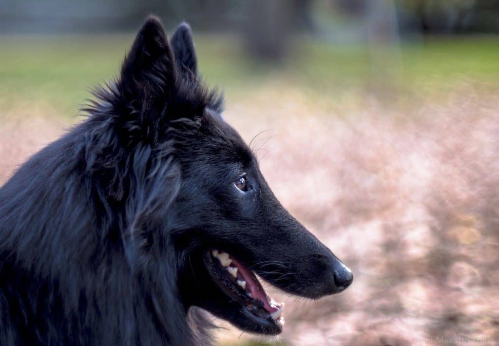 Belgian Sheepdog