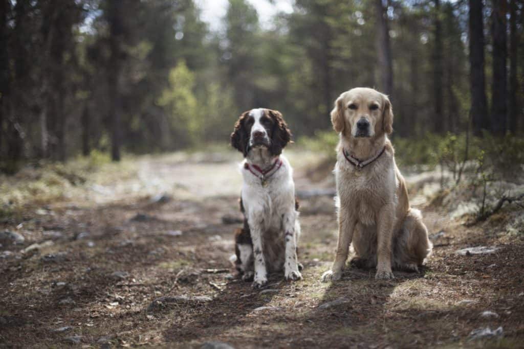 dog breeds that can walk off leash